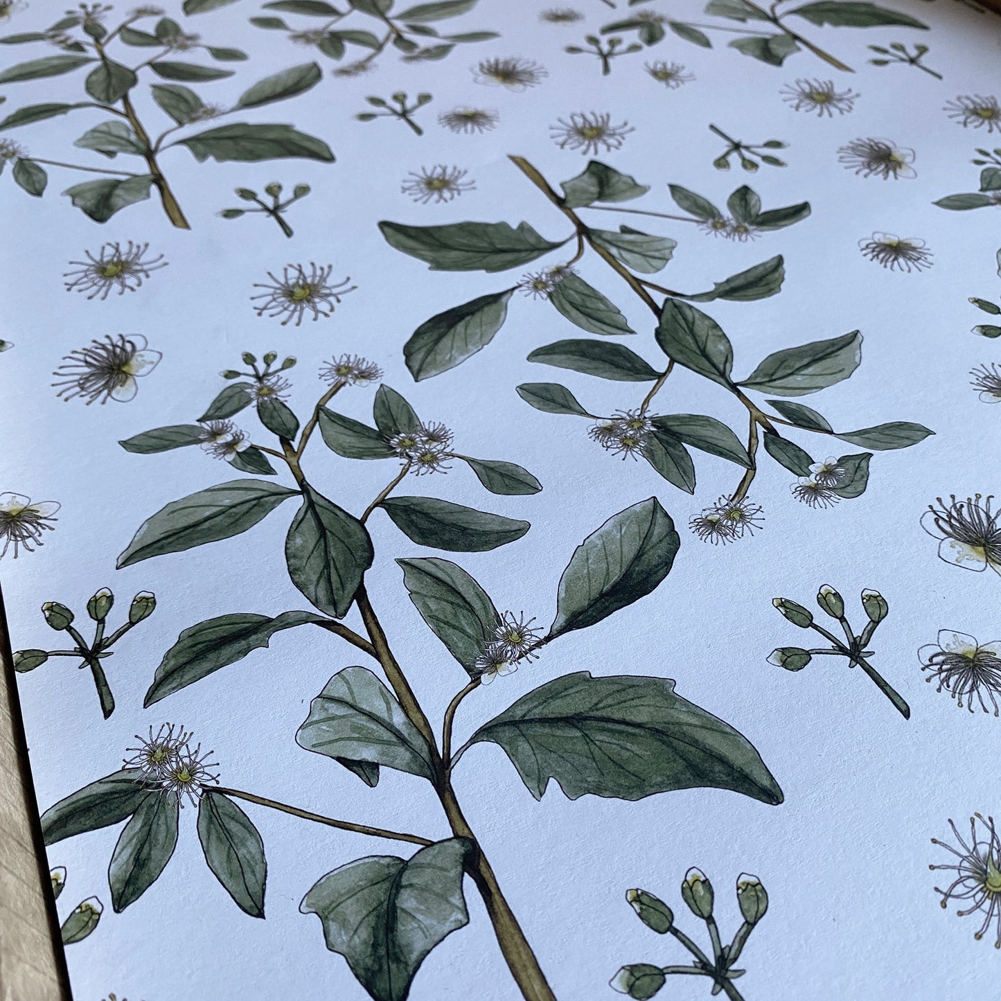 Gift Wrap/AUSSIE BOTANICALS