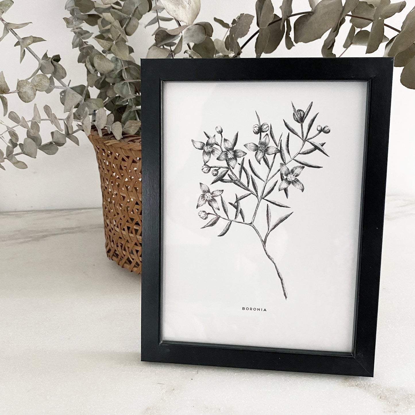 pencil drawn boronia bunch, Australian Native plant