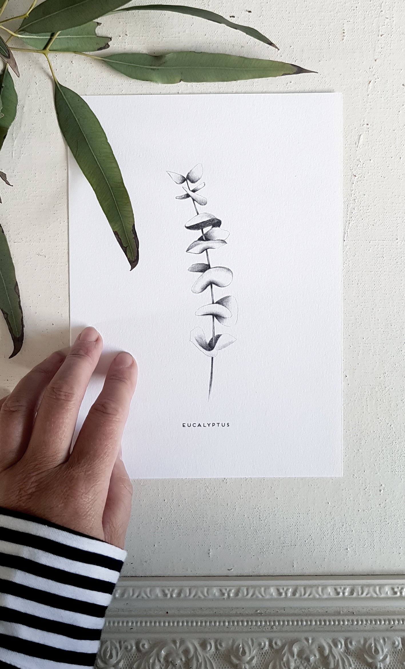 Eucalyptus, hand drawn using pencil, an Australian native plant