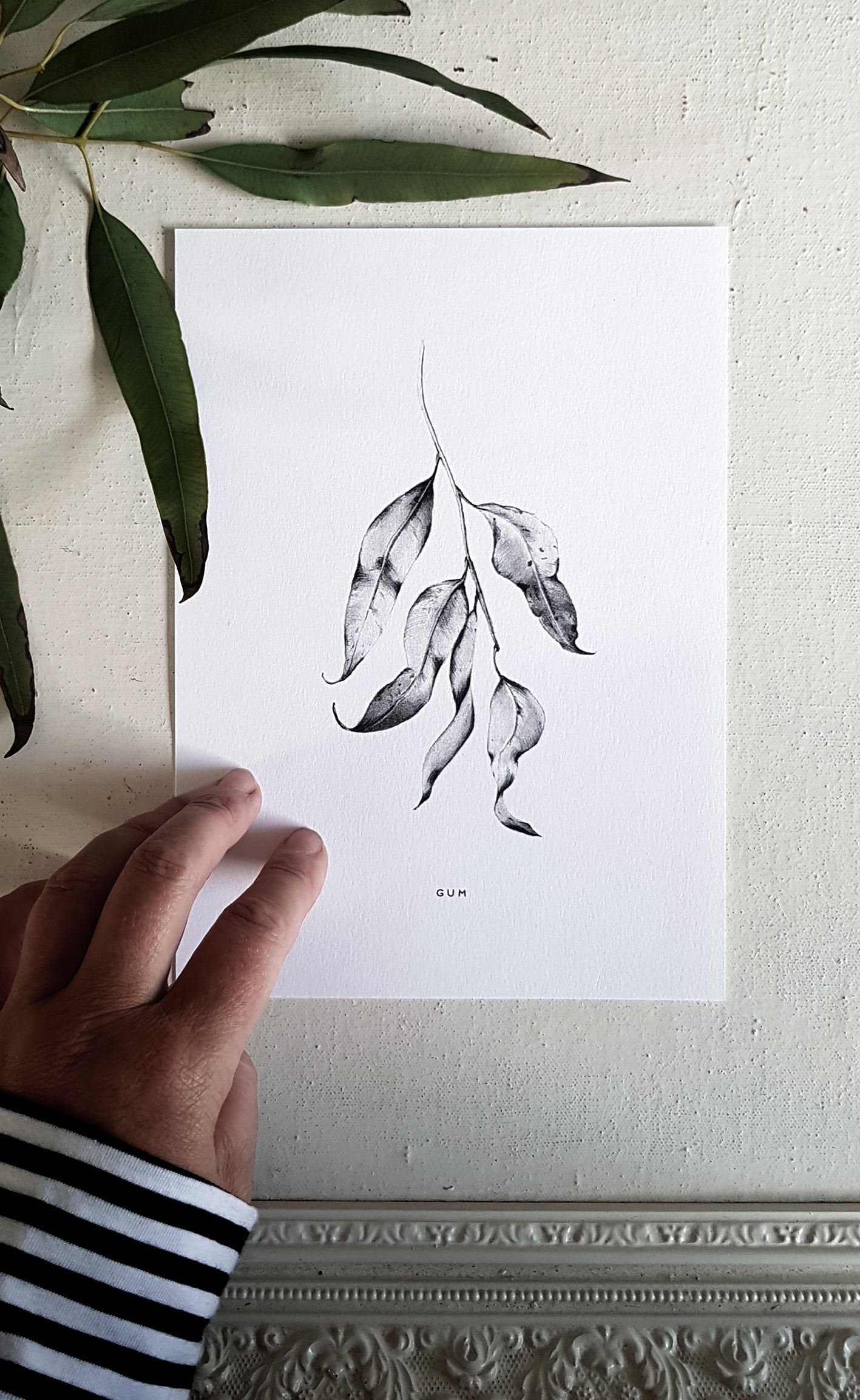 Gum Leaf, hand drawn in pencil, Australian Native plant