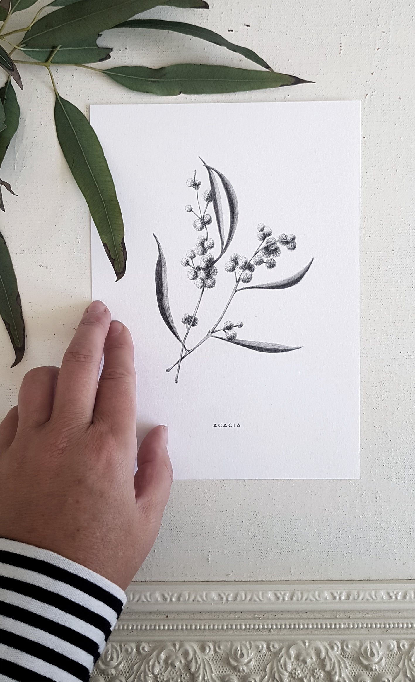 acacia, australian wattle, hand drawn in pencil