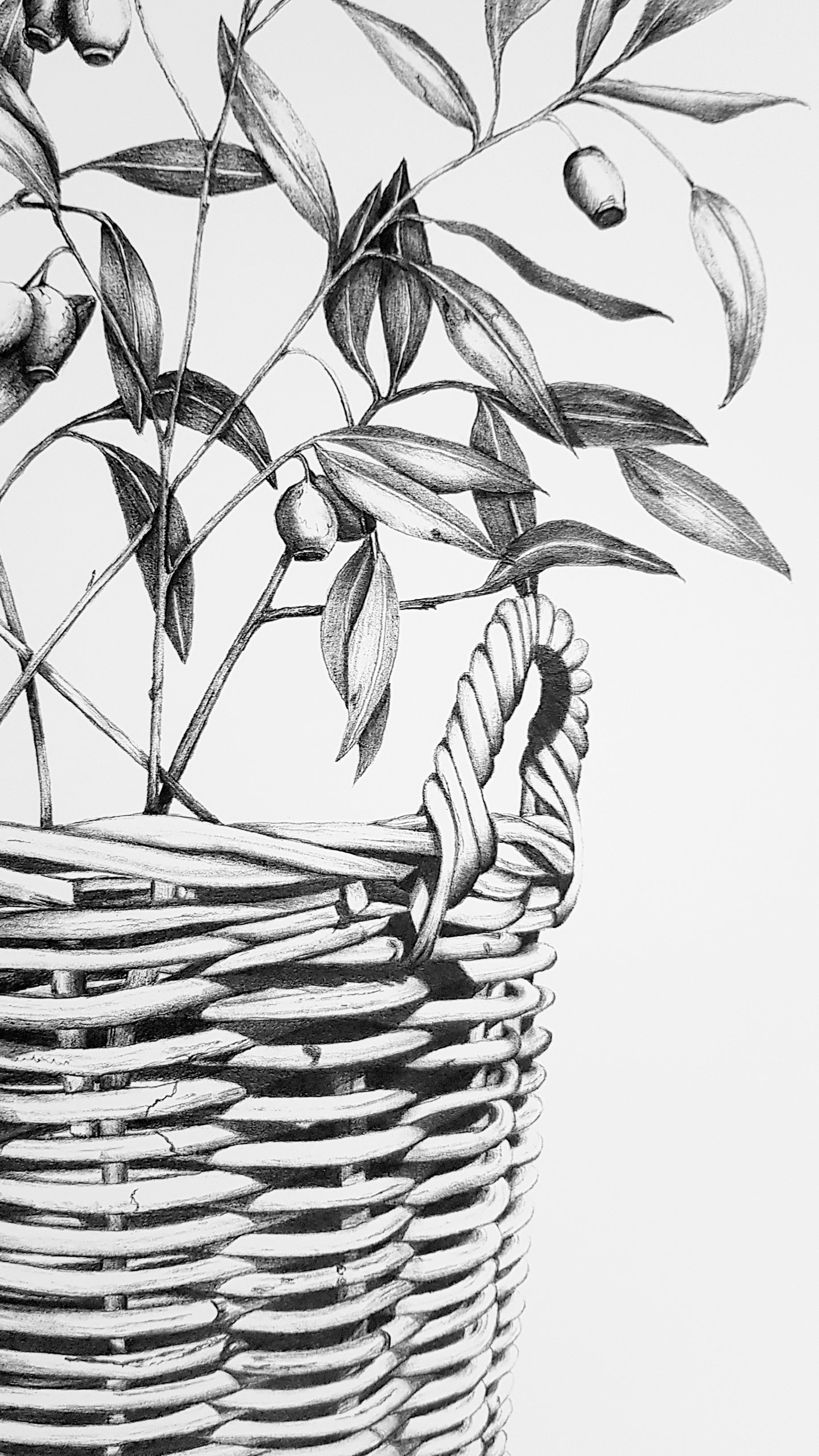 Detailed and close up shot of a hand drawn cane basket with gum leaves inside, drawn in graphite pencil