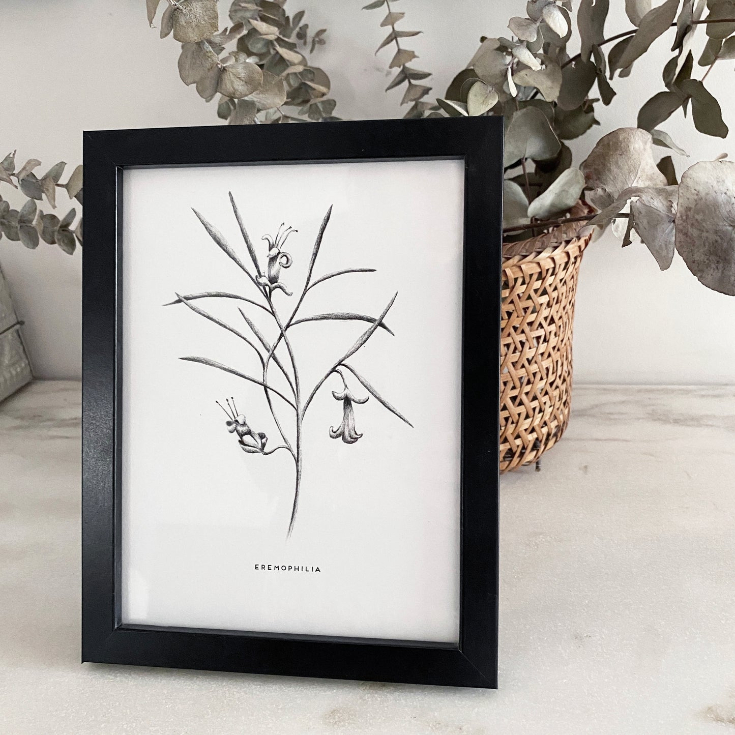 eremophilia, hand drawn using pencil, Australian botanical bloom