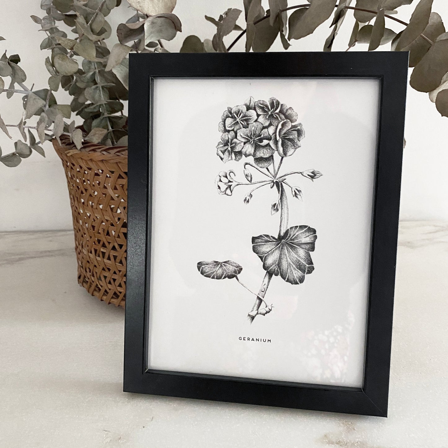 geranium pencil drawing, Australian native blooms