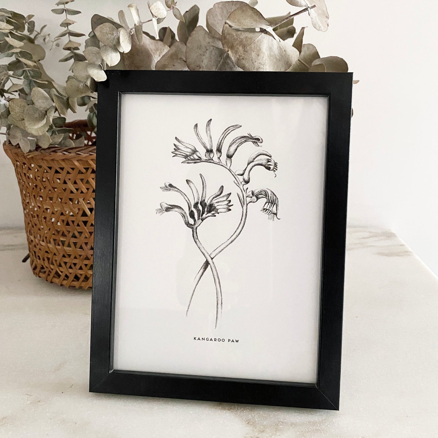 Kangaroo paw, Australian native, and drawn using pencil