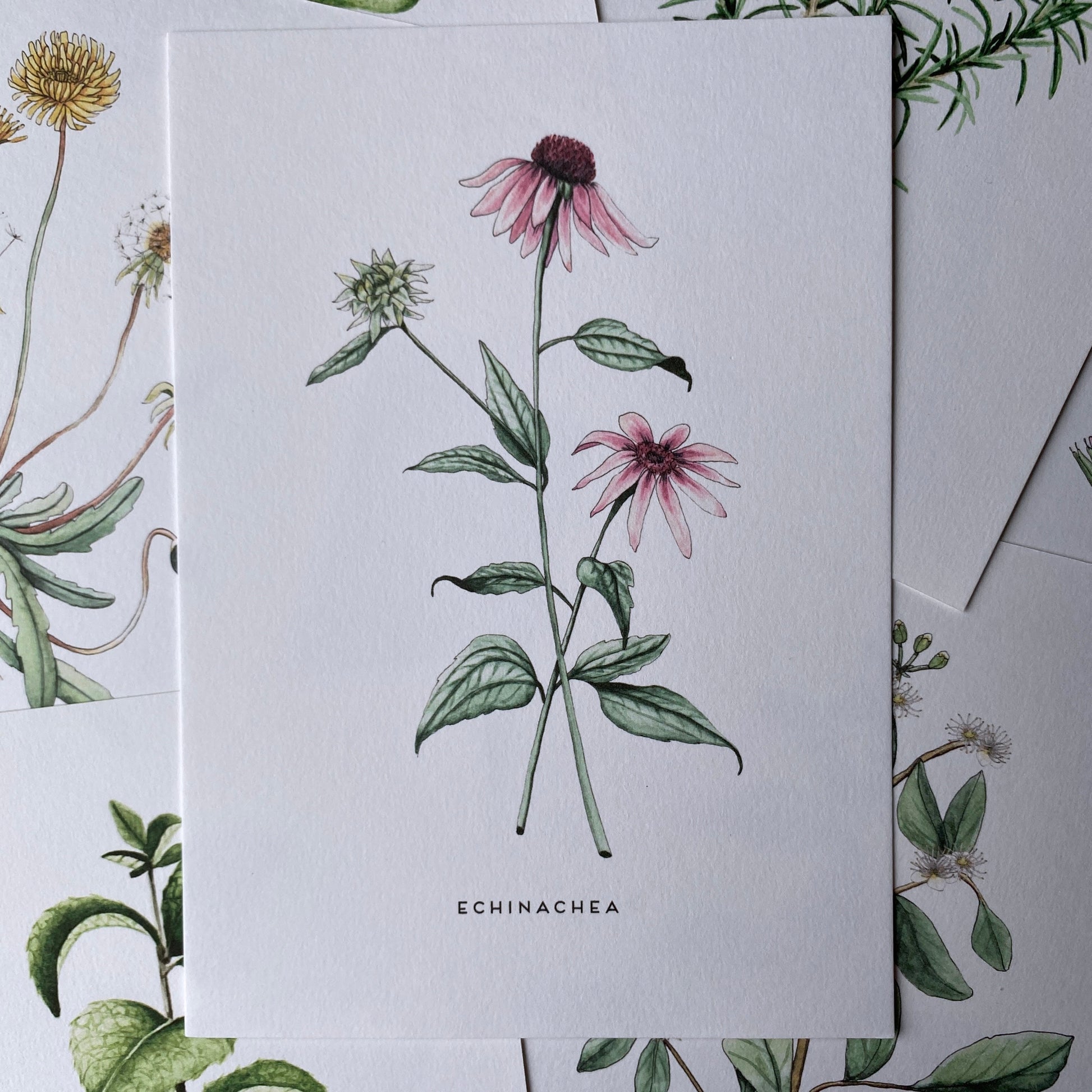 A5 art print of a watercolour echinachea, a pretty pink flower with green delicate leaves