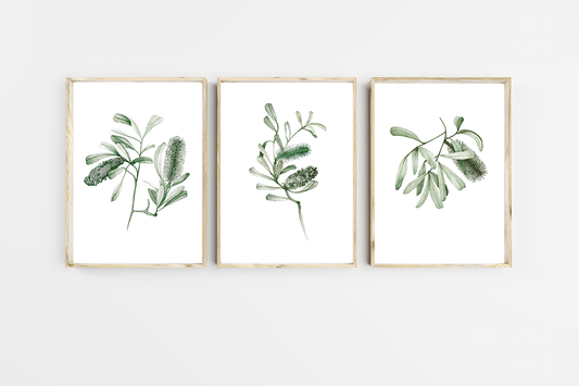 Banksia Collection-Set of 3 Prints