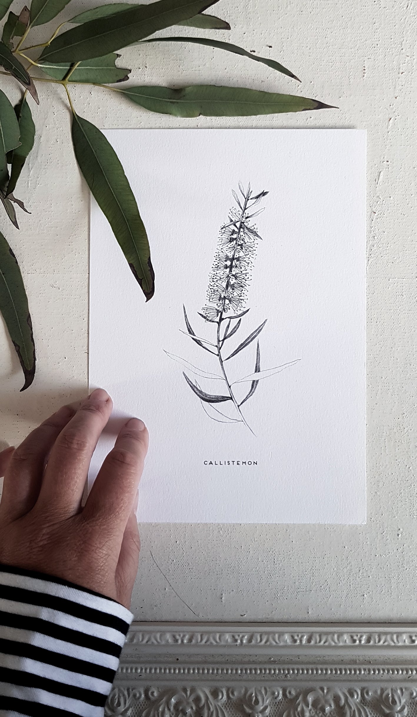 callistemon pencil drawing, Australian Native plant