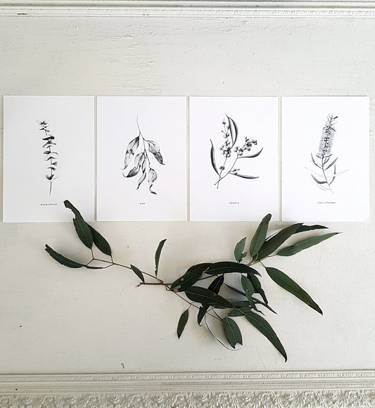 set of 4 Australian native plants, drawn using pencil