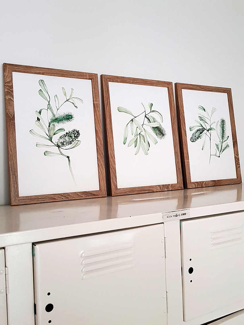 Set of three art prints highlighting Australian Banksia flowers and branches in green watercolour