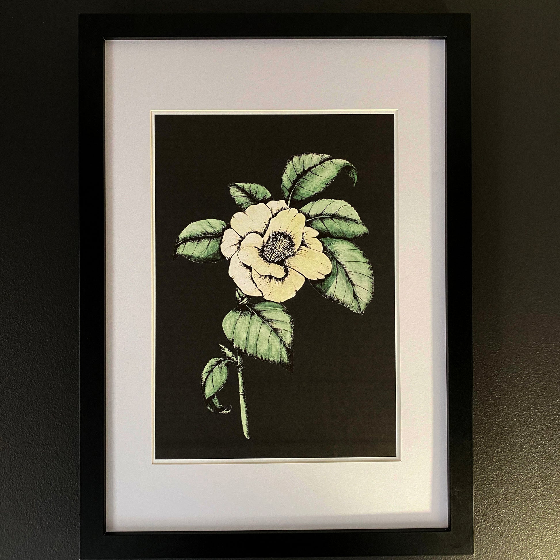 Camellia art print. Hand painted in watercolour using green and cream for the petals, this is a vintage style art print