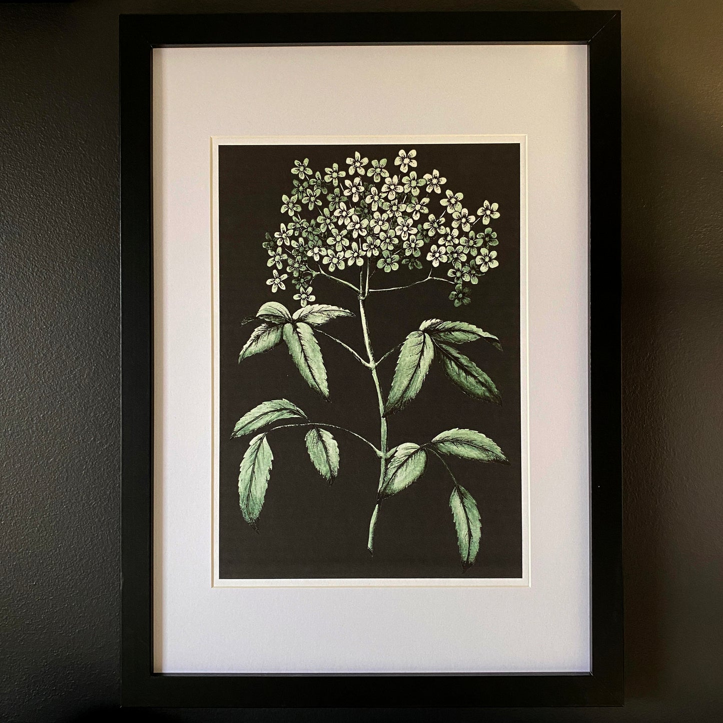 Elderberry watercolour print, in a vintage style. Printed onto a black bakground giving the artwork a moody feel