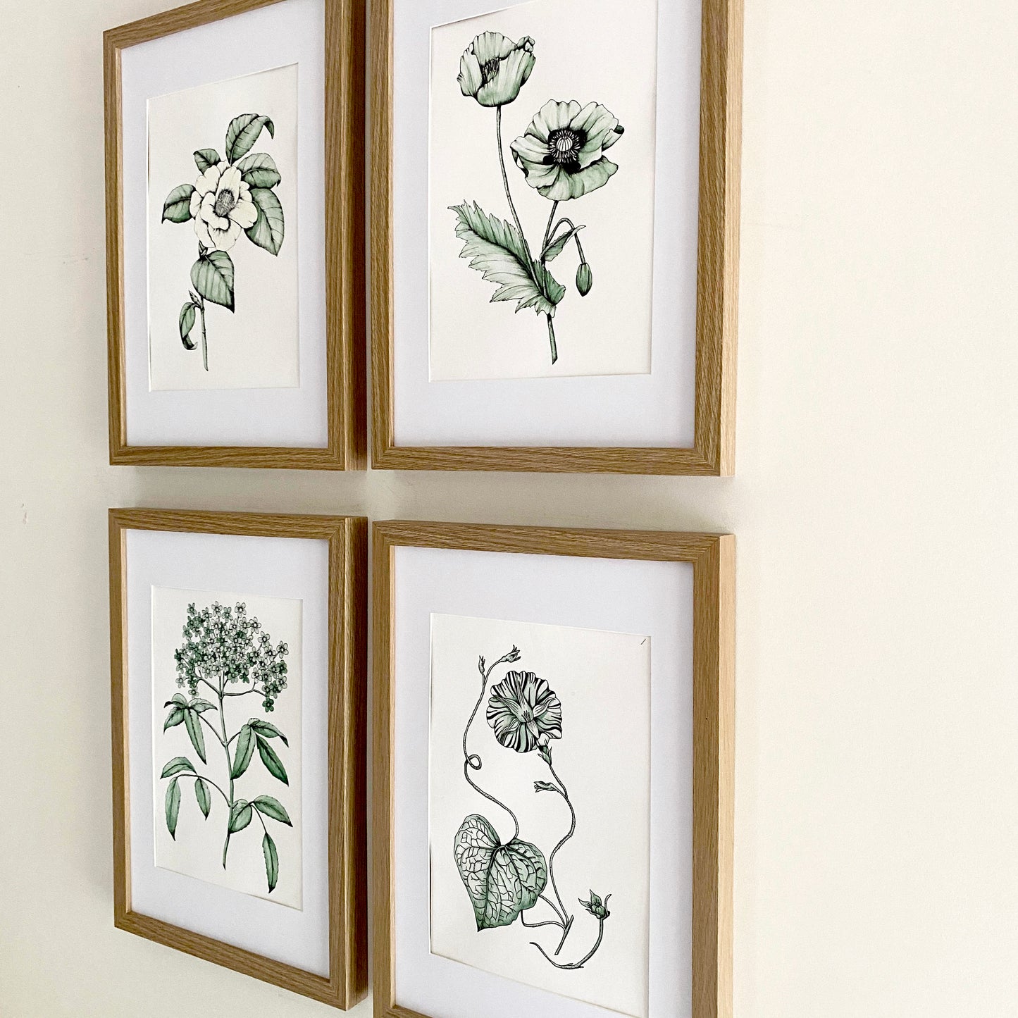 4 vintage style botanical art prints, featuring elderberry, camellia, poppy and vintage style floral bloom, hand painted in watercolours of sage green