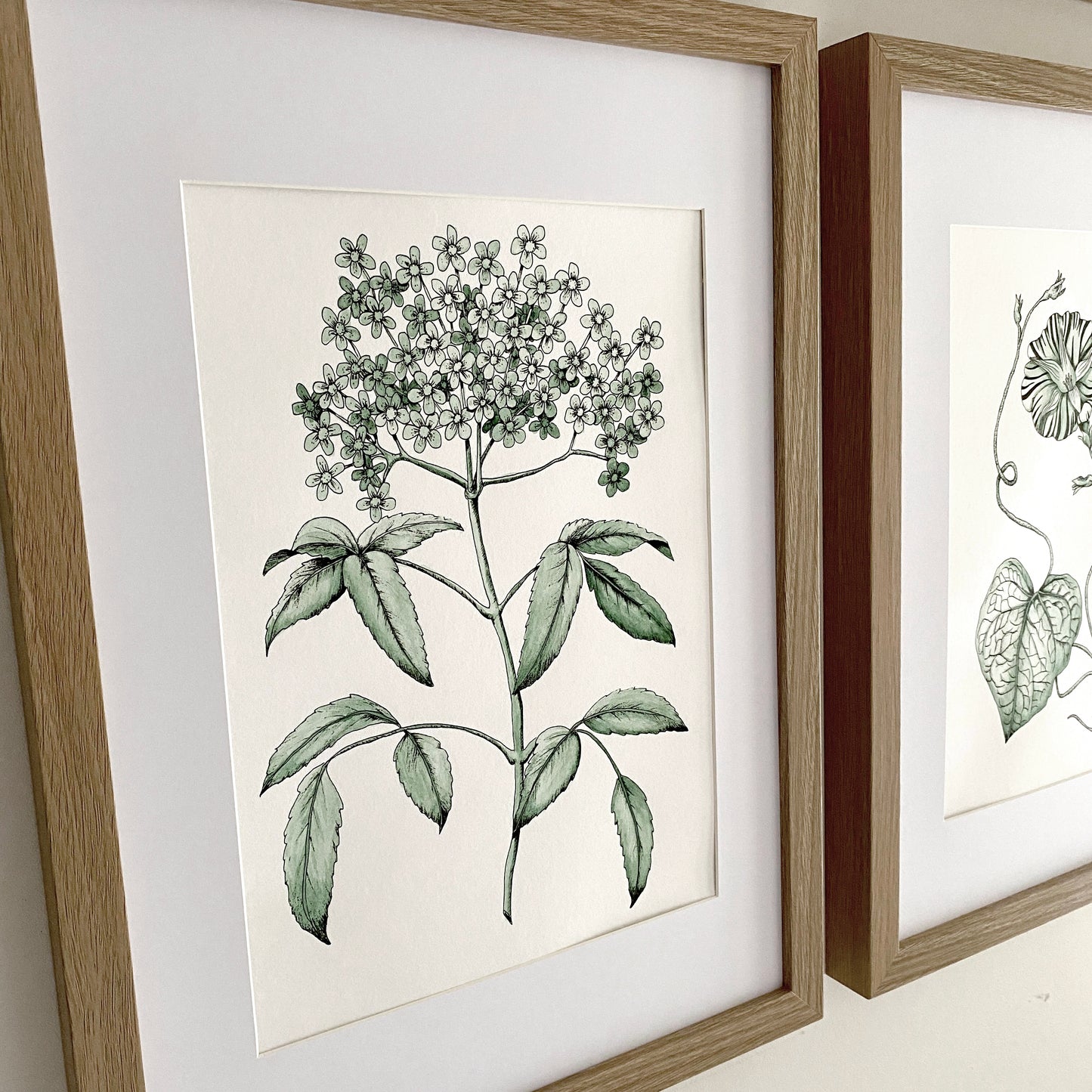 Close up image of elderberry watercolour art print. Painted in sage green and has detailed line art to accentuate the overall look giving the artwork depth and interest 