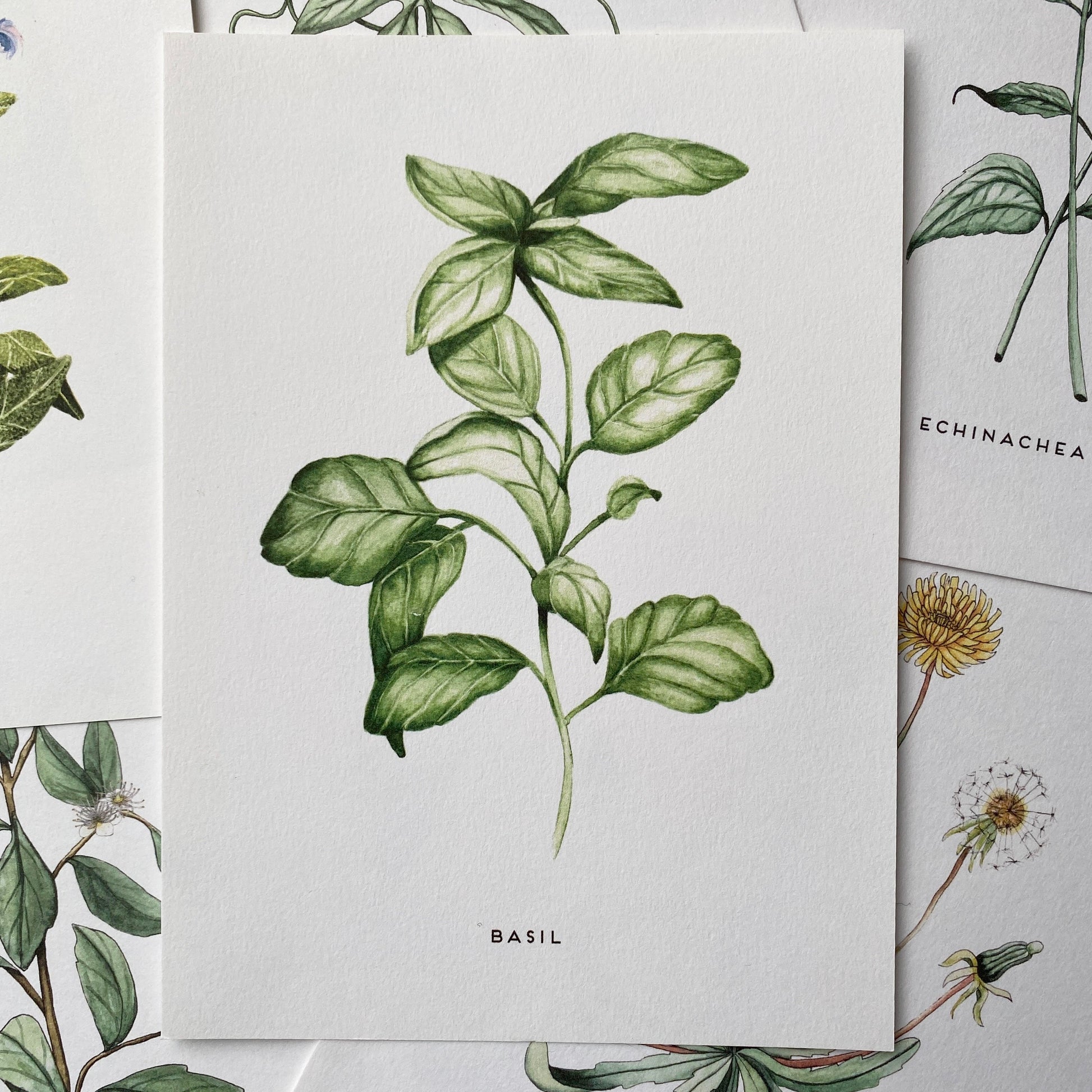Basil leaves are soft and cloudy, a great herb, with bright green leaves, painted using watercolour