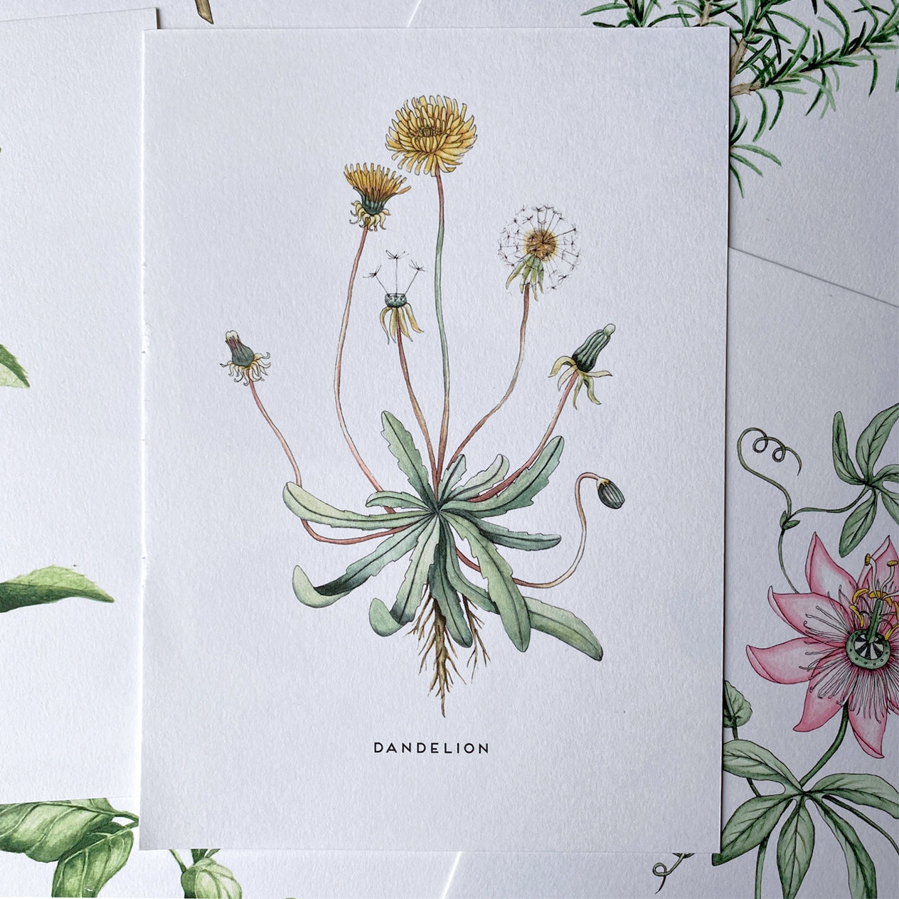 Herb art print, dandelion. Printed onto A5 card, display on your kitchen wall