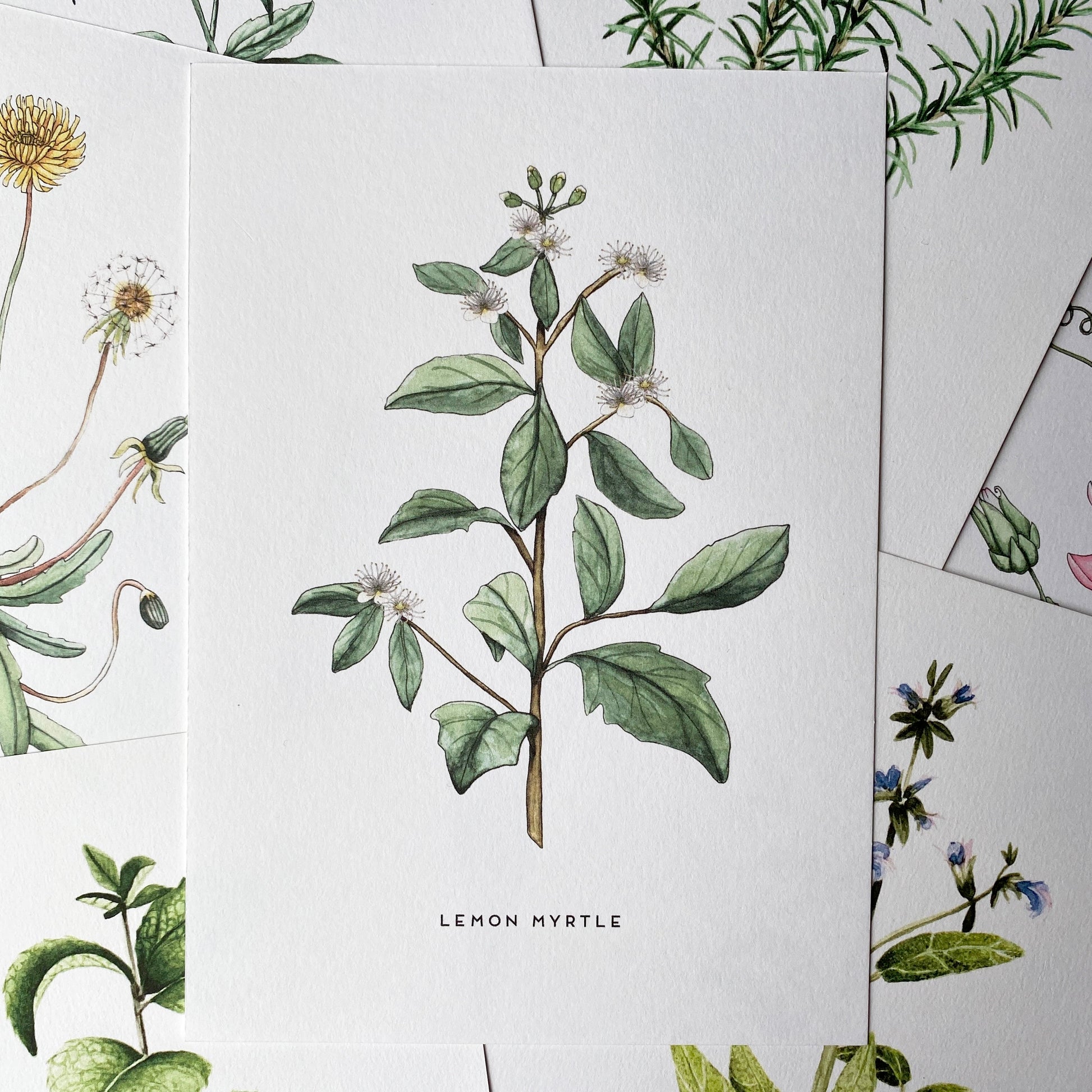 Watercolour print of the herb lemon myrtle, delicate white flowers with dark green leaves. A5 print onto white textured paper