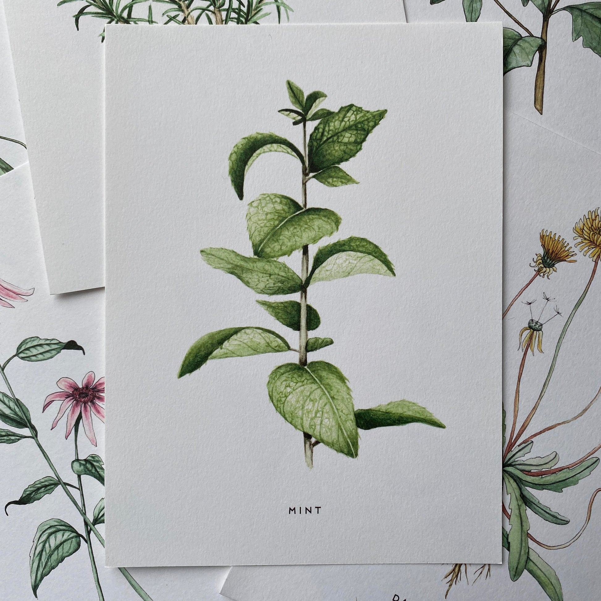 Soft and delicate mint leaves, bright green, painted using watercolour