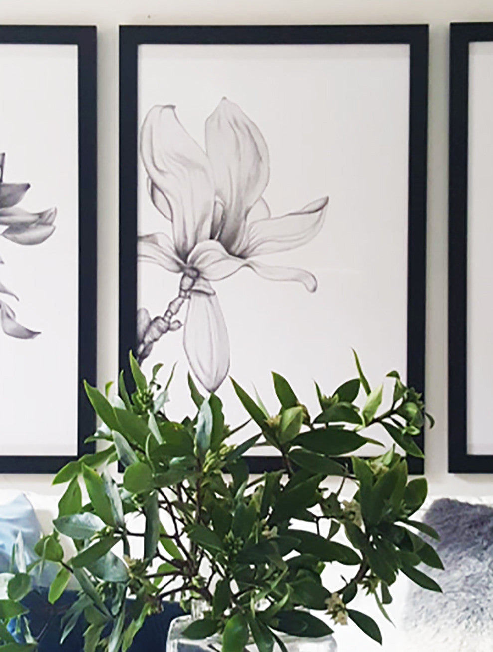 Magnolia illustration, hand drawn using pencil, also comes in a set of 3 with the Protea and Peony