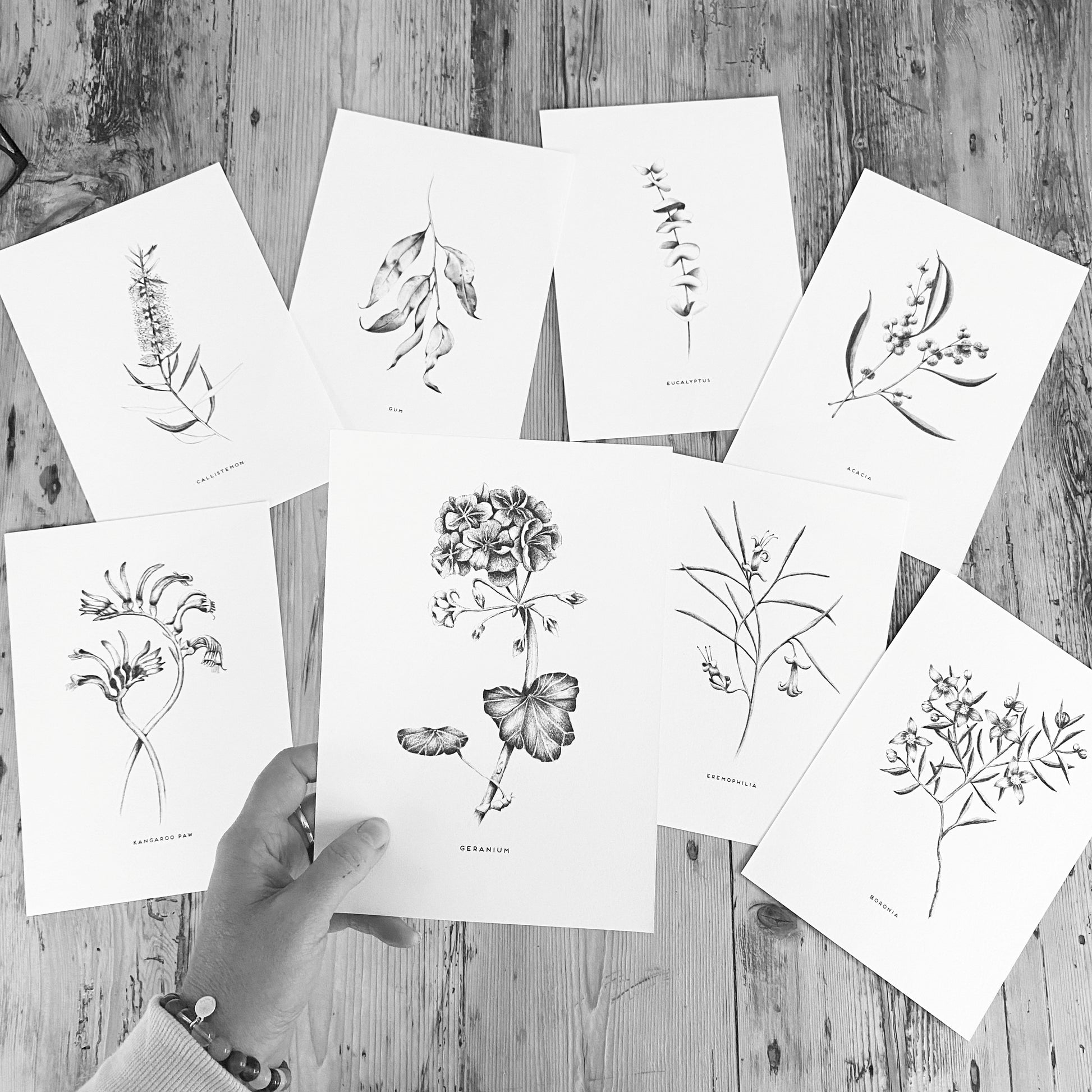 set of 8 botanical pencil drawings, Australian native plants