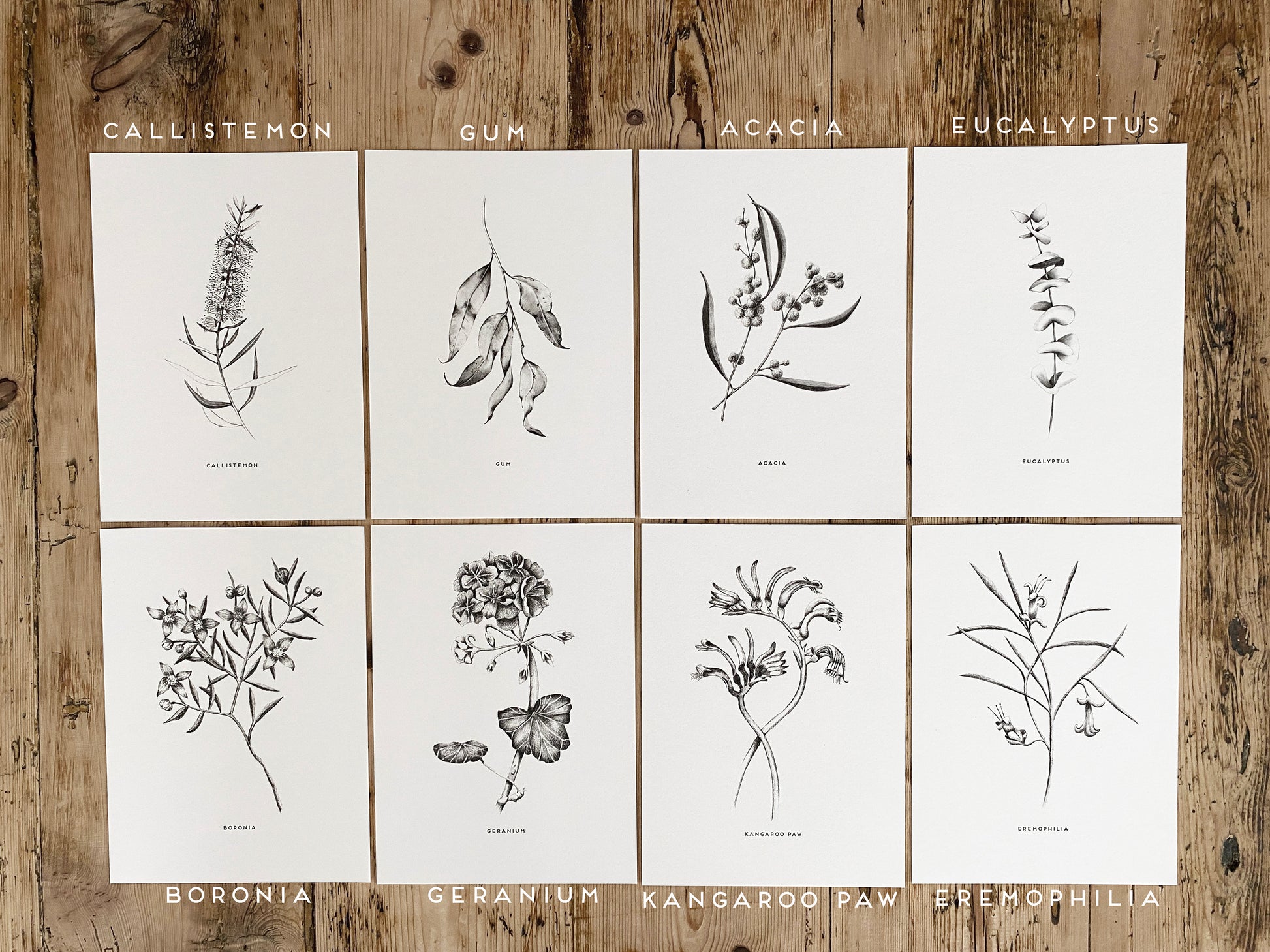 set of 8 botanical A5 drawings